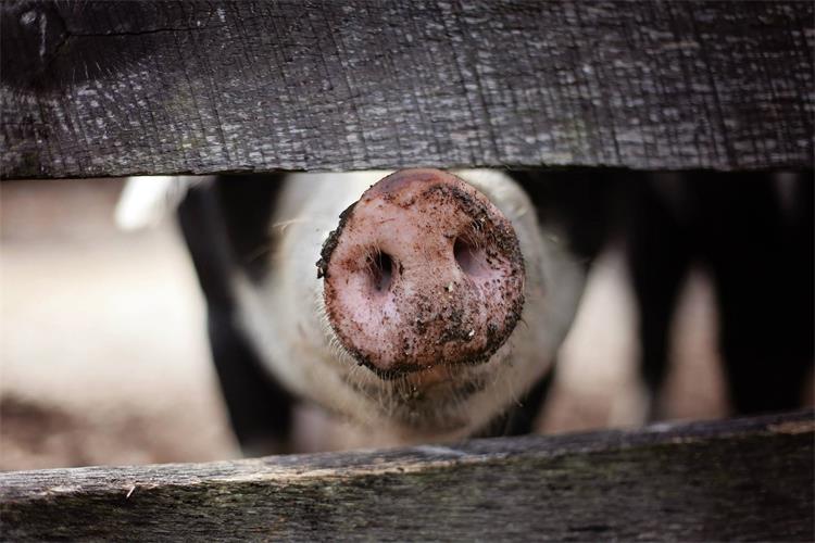 Naredba o mjerama kontrole za suzbijanje afričke svinjske kuge u Republici Hrvatskoj